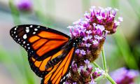 vlinder oranje-2625.jpg